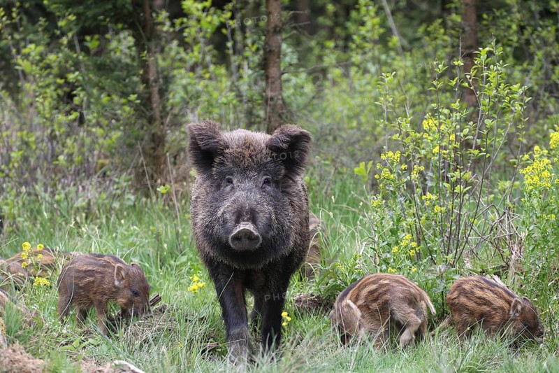 Wild boar