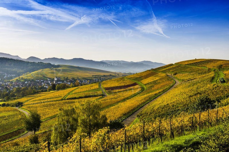 Village and autumn coloured vineyards, sunrise, Pfaffenweiler, near Freiburg im Breisgau, Markgraeflerland, Black Forest, Baden-Wuerttemberg, Germany, Europe