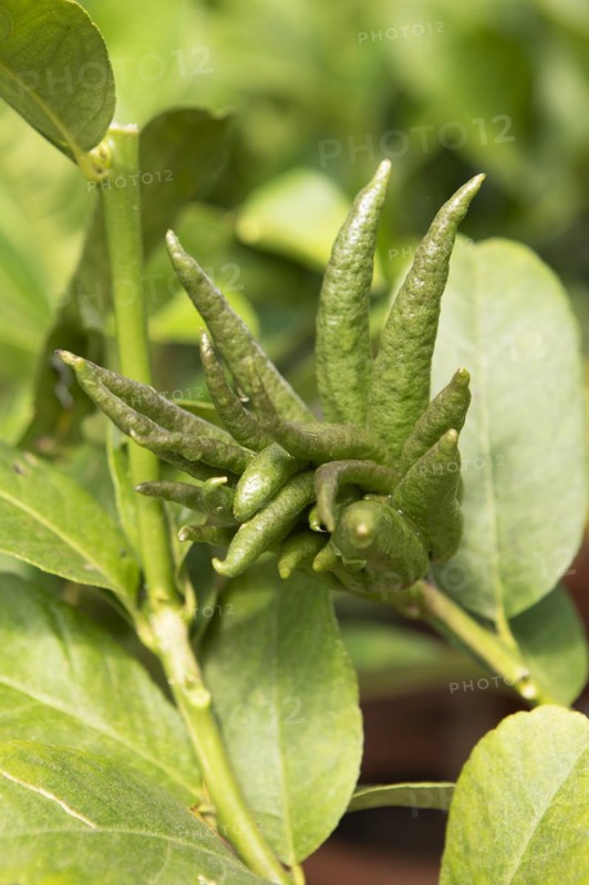Buddhas Hand