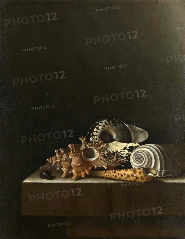 Shells on a Stone Pedestal, Painting by Adriaen Coorte