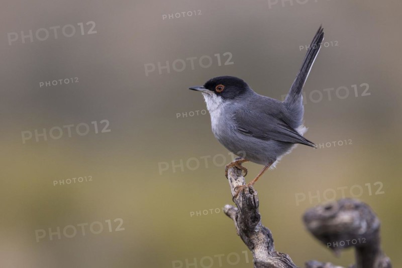 Sardinian warbler