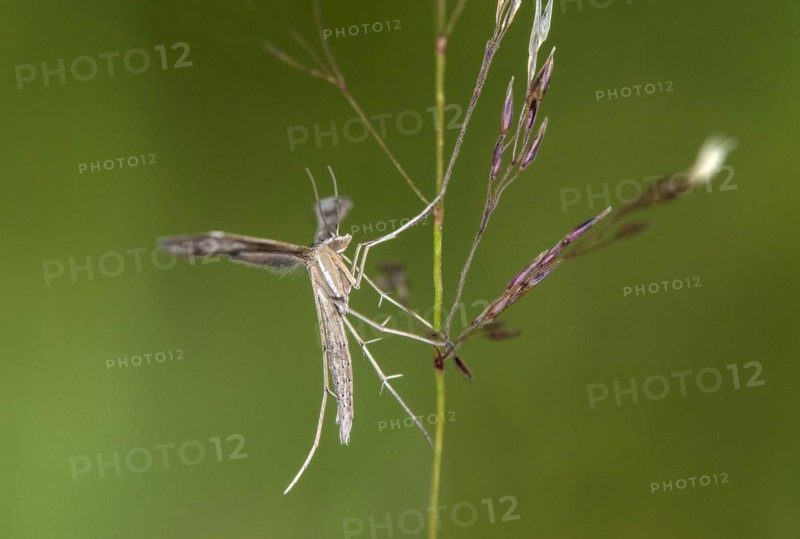 Feather moth