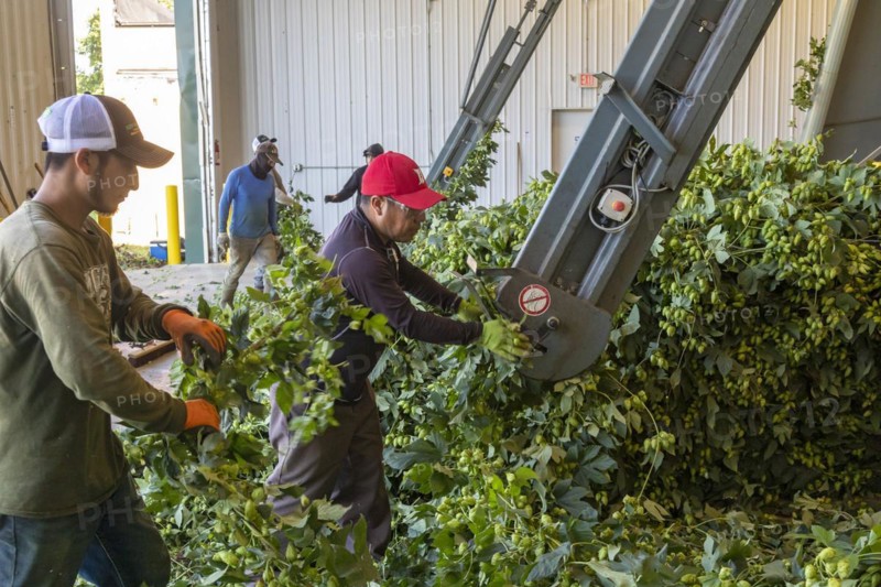 Baroda, Michigan, A Mexican-American crew processes hops at Hop Head Farms in west Michigan. They attach the bines, or vines, to hop harvesting machines that will separate the cones, or flowers, from the bines