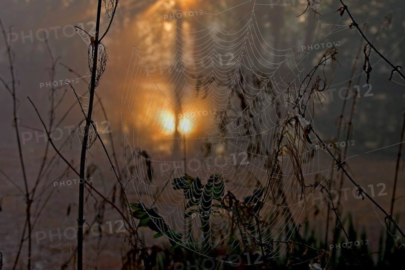 Landscape, spiders web, sun, nature, close-up of a spiders web. In the background the rising sun can be seen