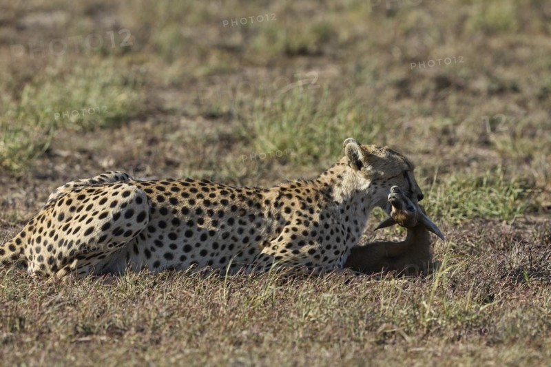Cheetah