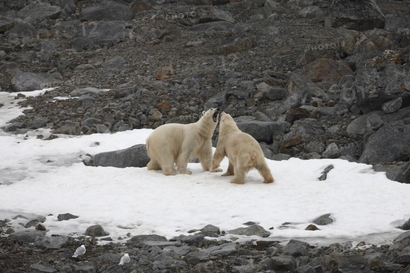 Two polar bears
