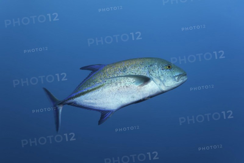Bluefin trevally