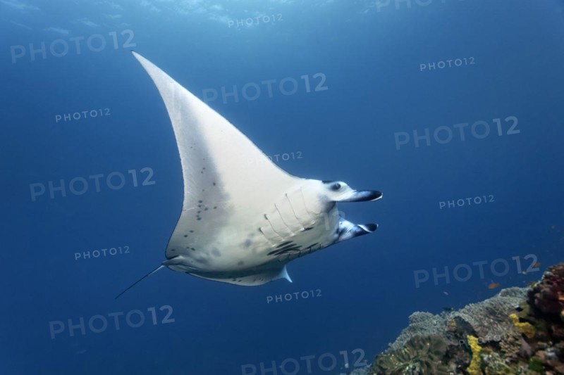 Reef manta ray