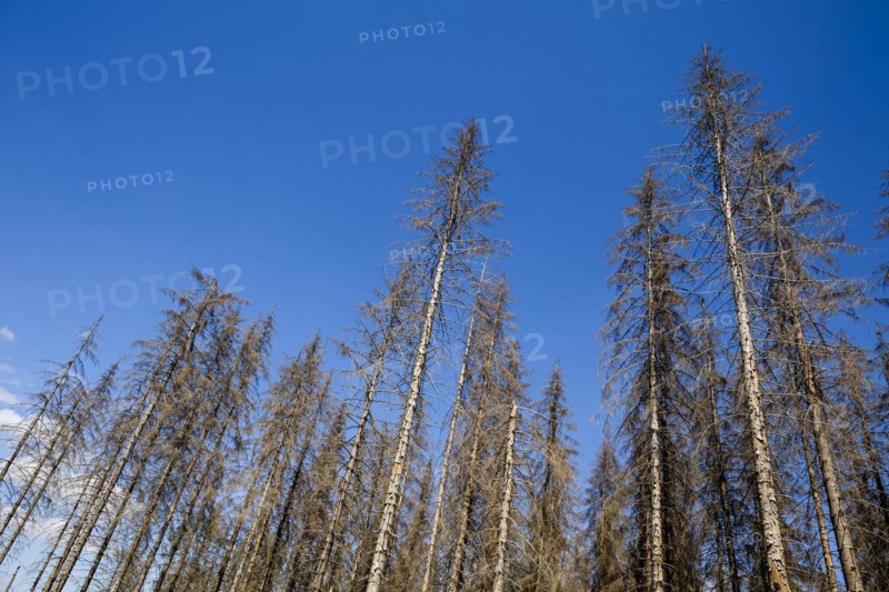 Symbolic photo on the subject of forest dieback in Germany. Spruce trees that have died due to drought and infestation by bark beetles stand in a forest in the Harz Mountains. Altenau, 28.06.2022, Altenau, Germany, Europe