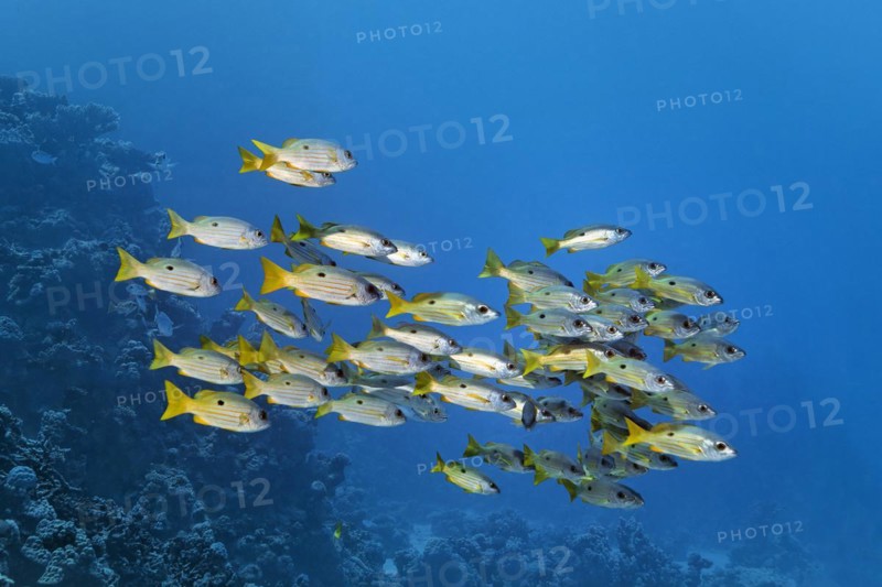 Shoal of Ehrenberg snapper