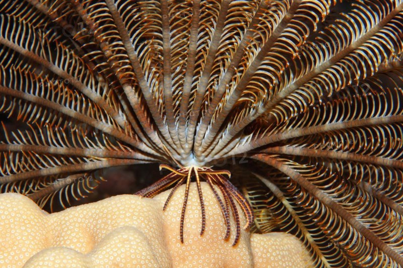 Hairy star