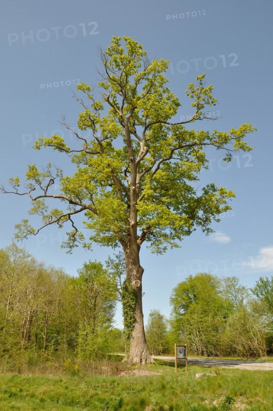 Leguay oak National forest of Bord-Louviers Eure Normandy