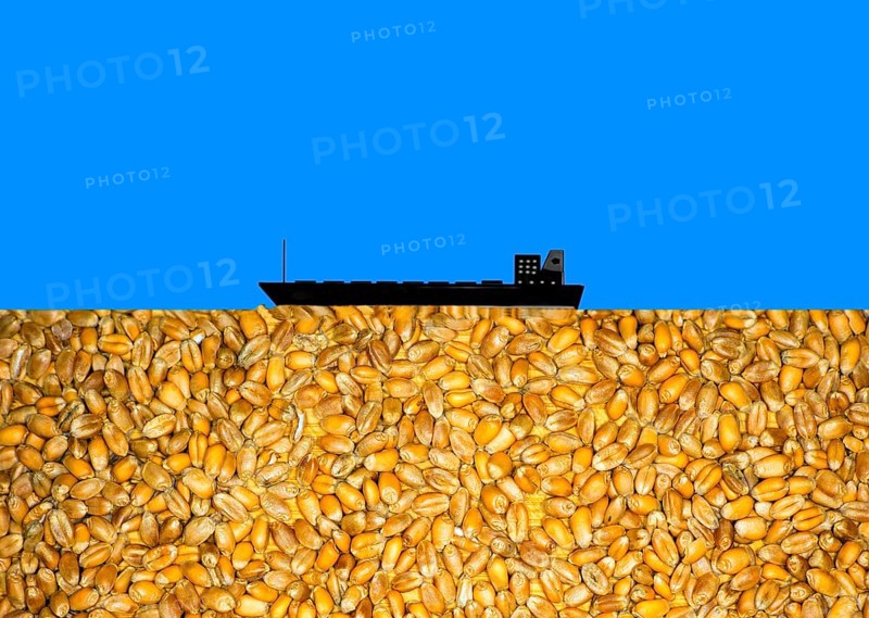 Symbolic photo, in colours of the Ukrainian national flag, a silhouette of a wheat