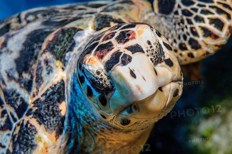 Close-up of head Portrait of sea turtle hawksbill sea turtle
