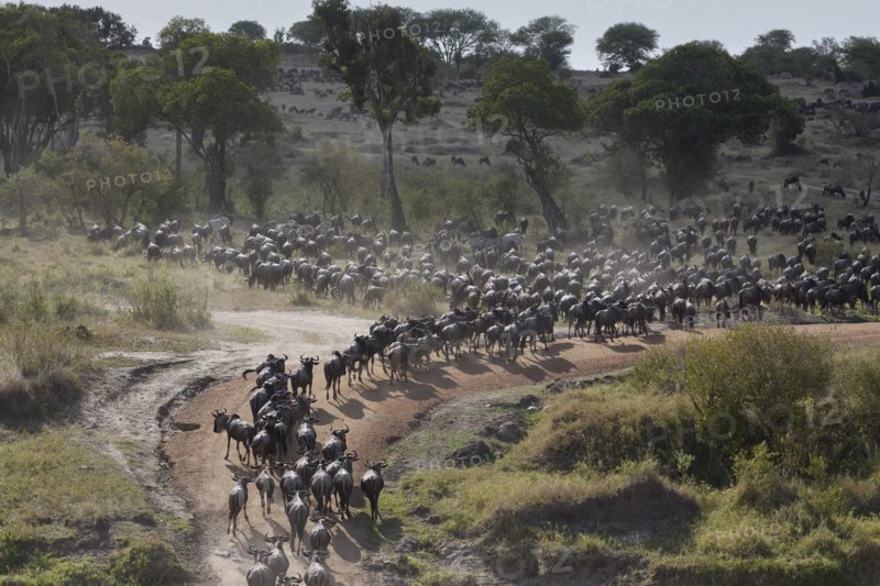 White-bearded wildebeest