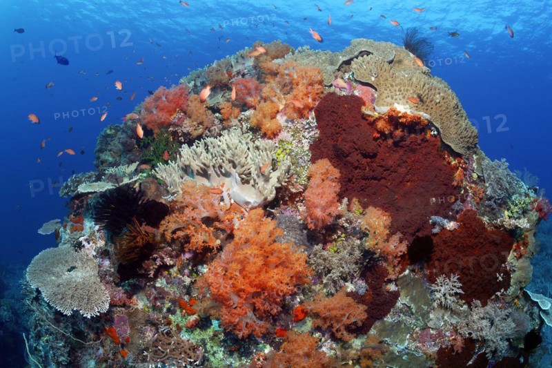 Coral block, large, hemisphere, overgrown with various stony corals