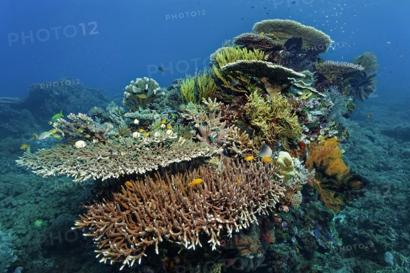 Coral