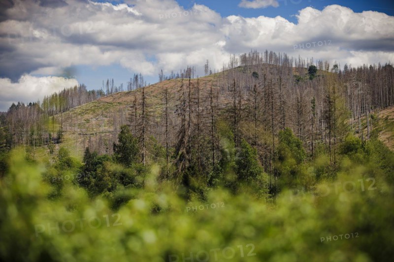 Symbolic photo on the subject of forest dieback in Germany. Spruce trees that have died due to drought and infestation by bark beetles stand at the Soes reservoir in a forest in the Harz mountains. Riefensbeek, 28.06.2022, Riefensbeek, Germany, Europe