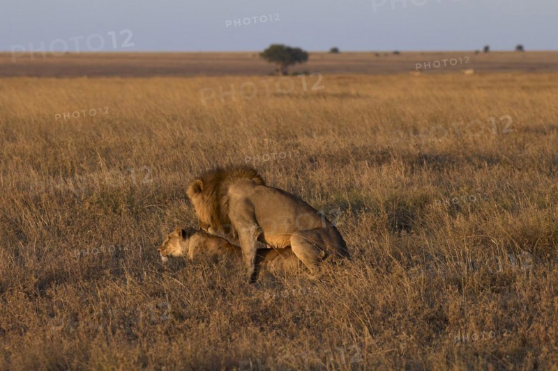 Lions