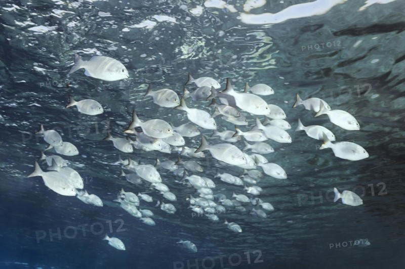 Shoal of brass oarfish