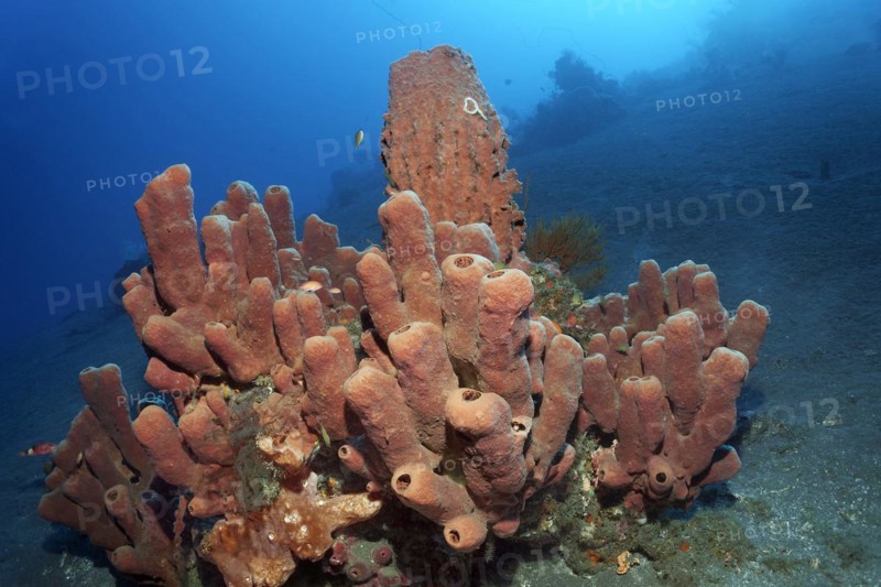 In front, brown tubular sponge