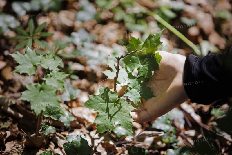 Young trees of Norway maple with shoot drought damage growing in a deciduous forest in Lower Saxony. Mackenrode, 28.06.2022, Mackenrode, Germany, Europe