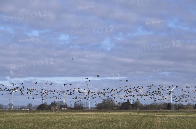 A flock of wild geese over the Wilstermarsch, the Holstein Elbmarsch, in Dithmarschen. In the background, wind turbines for power generation. Wilstermarsch, Wewelsfleth, Schleswig-Holstein, Germany, Europe