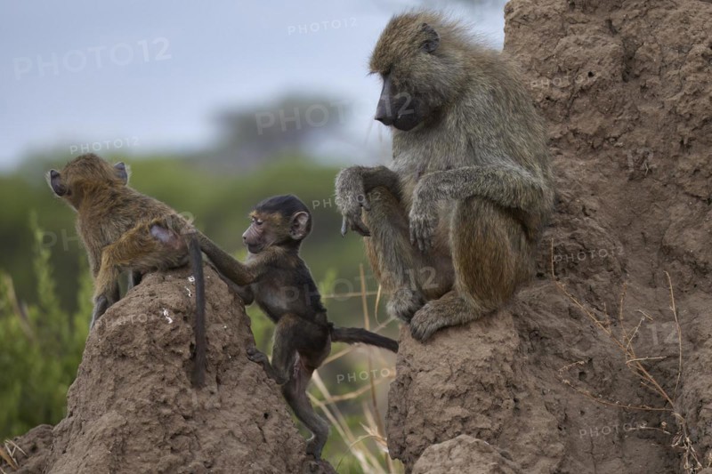 Olive baboon