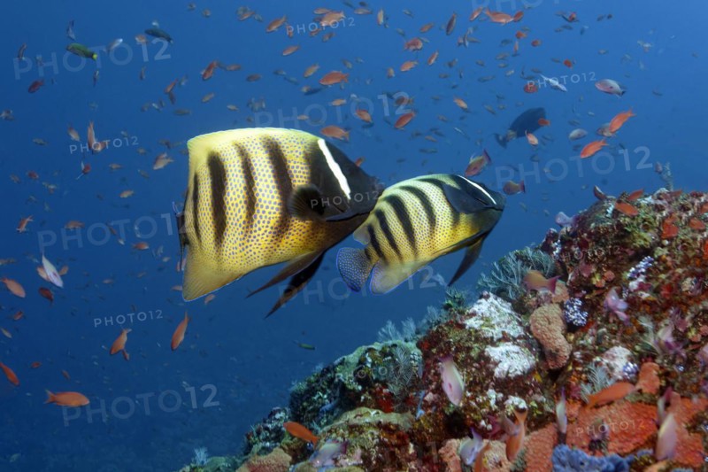 Pair of sixband angelfish