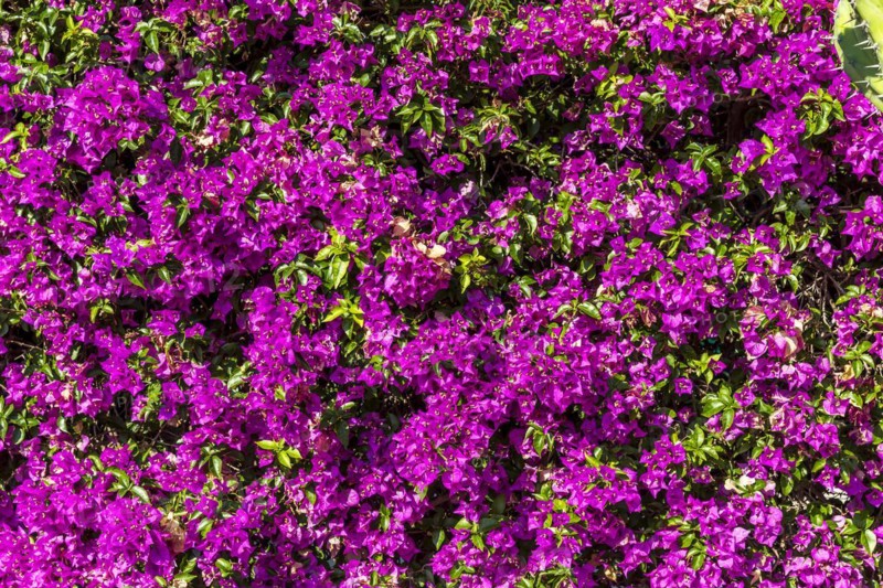 Bougainvillea, Casino Garden, Monte Carlo, Principality of Monaco
