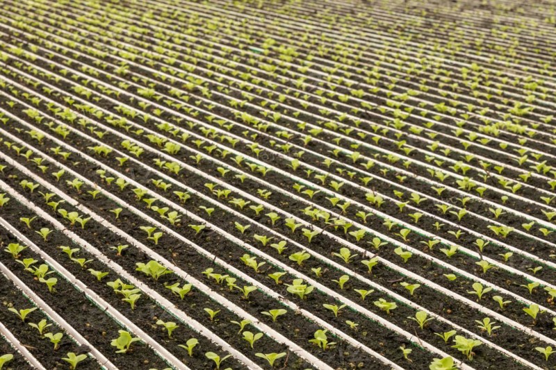 highly automated hydroponic farm which grows lettuce in a huge greenhouse, Revolution Farms, Caledonia, Michigan, USA, North America