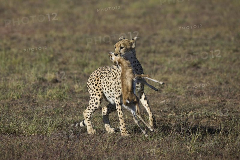 Cheetah