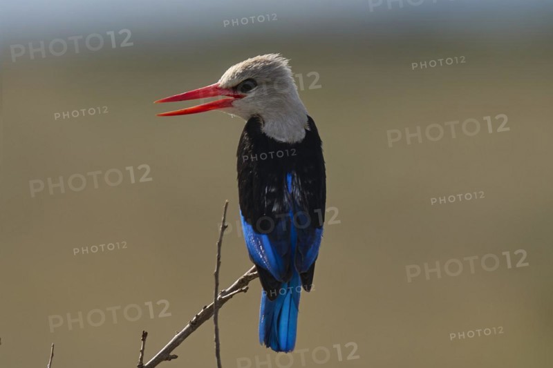 Grey-headed Kingfisher