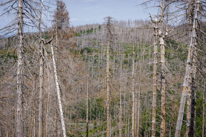Symbolic photo on the subject of forest dieback in Germany. Spruce trees that have died due to drought and infestation by bark beetles stand in a forest in the Harz Mountains. Altenau, 28.06.2022, Altenau, Germany, Europe