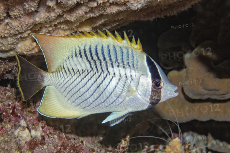 Chevron butterflyfish
