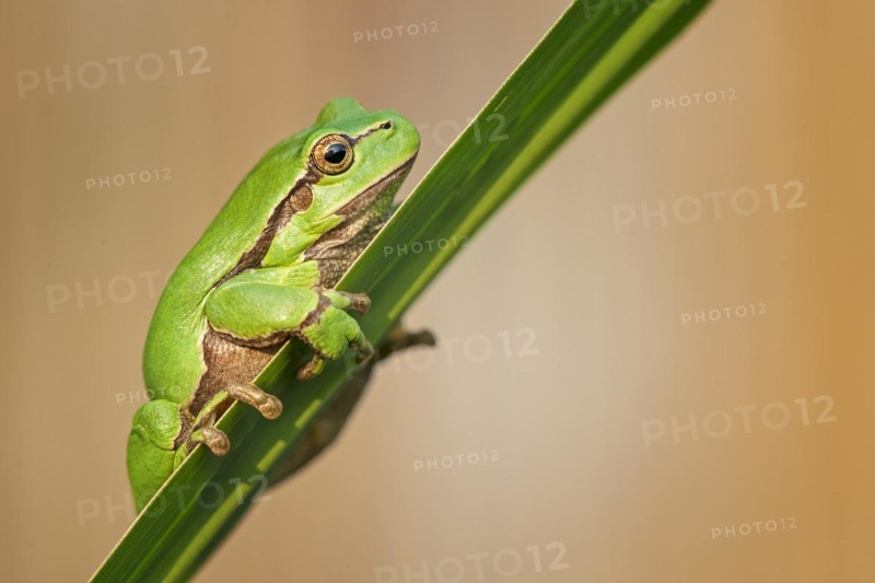 European tree frog
