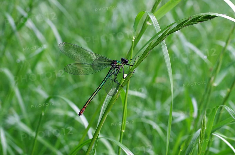 Banded demoiselle