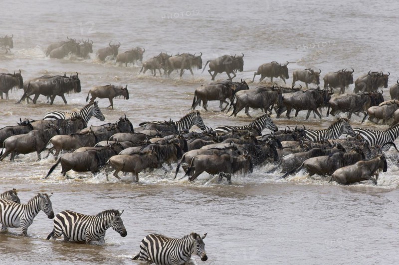 White-bearded wildebeest