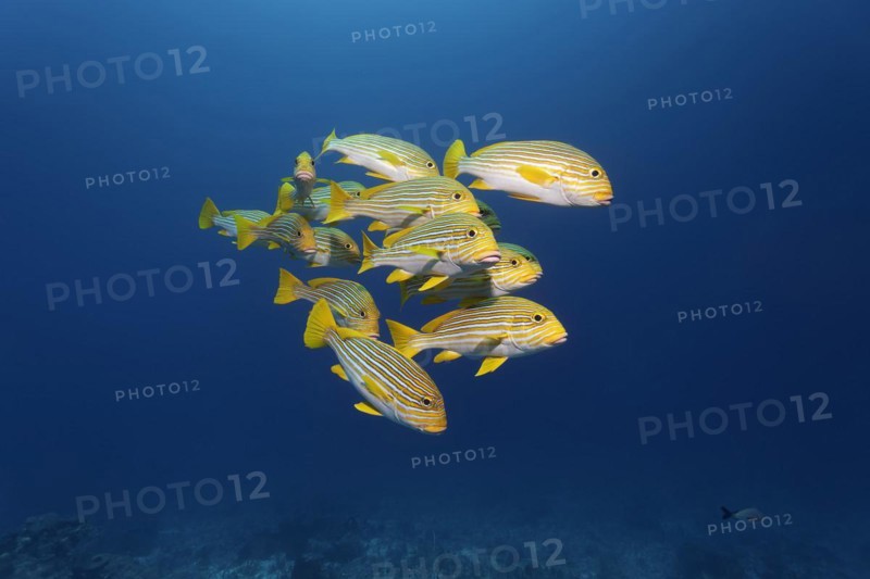 Shoal of ribboned sweetlip