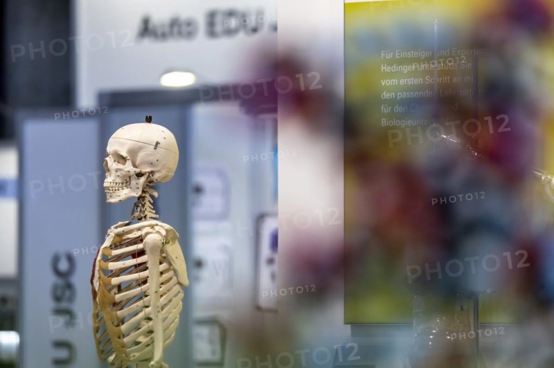 Skeleton of a human body for biology lessons by the manufacturer Hedinger. The trade fair Didacta is Europes largest education trade fair. Stuttgart, Baden-Wuerttemberg, Germany, Europe