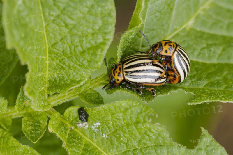 Two Colorado potato beetles sitting on the leaf of a potato plant. Berlin, 09.06.2022, Berlin, Germany, Europe