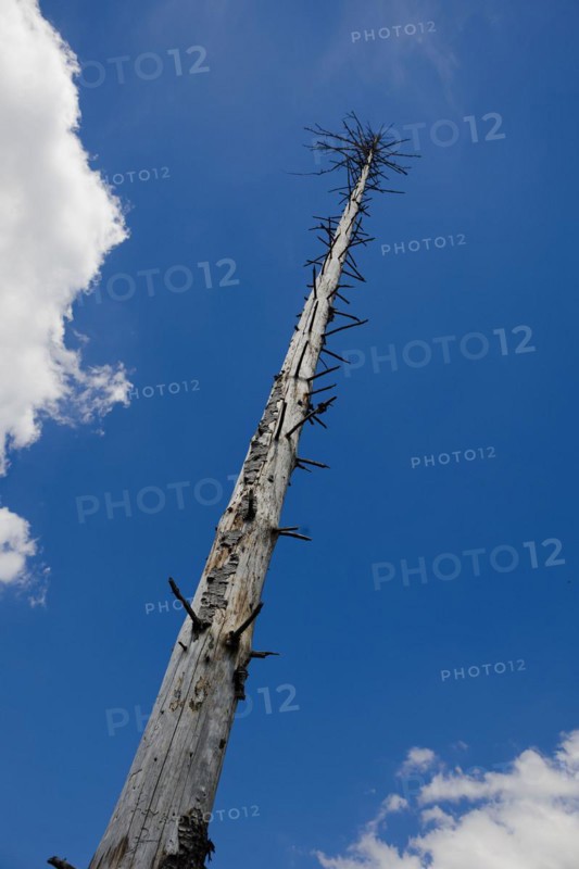 Symbolic photo on the subject of forest dieback in Germany. Spruce trees that have died due to drought and infestation by bark beetles stand in a forest in the Harz Mountains. Altenau, Altenau, Germany, Europe