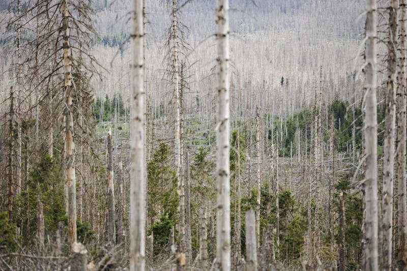 Symbolic photo on the subject of forest dieback in Germany. Spruce trees that have died due to drought and infestation by bark beetles stand in a forest in the Harz Mountains. Torfhaus, 28.06.2022, Torfhaus, Germany, Europe
