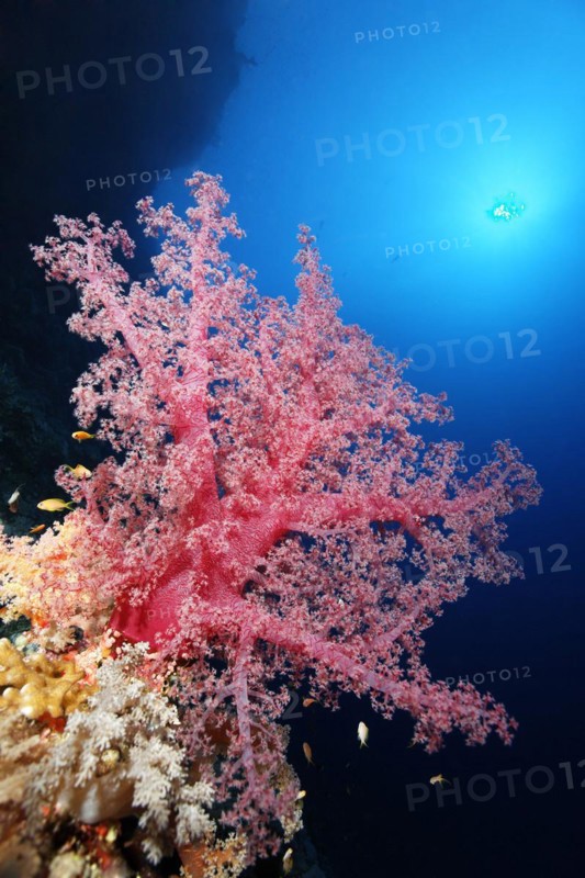 Klunzinger soft coral