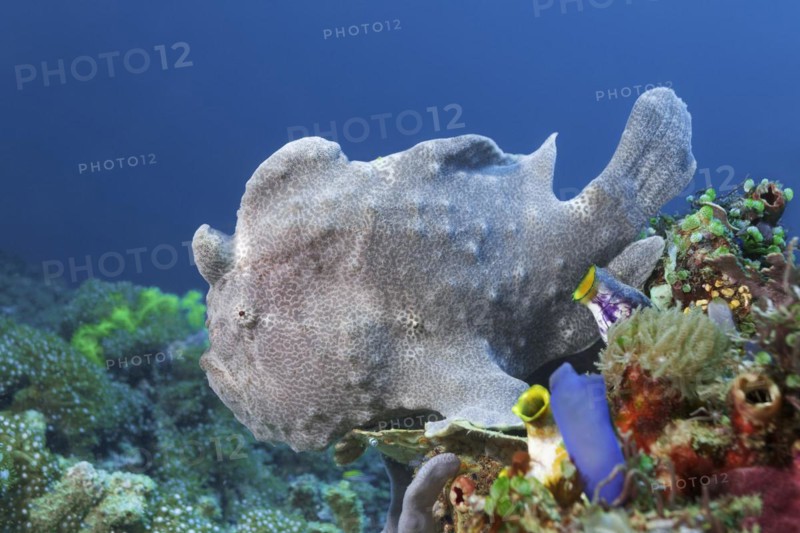 Giant frogfish
