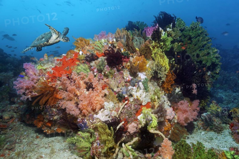 Loggerhead sea turtle