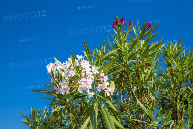 White and pink oleanders, marina, Monte Carlo, Principality of Monaco