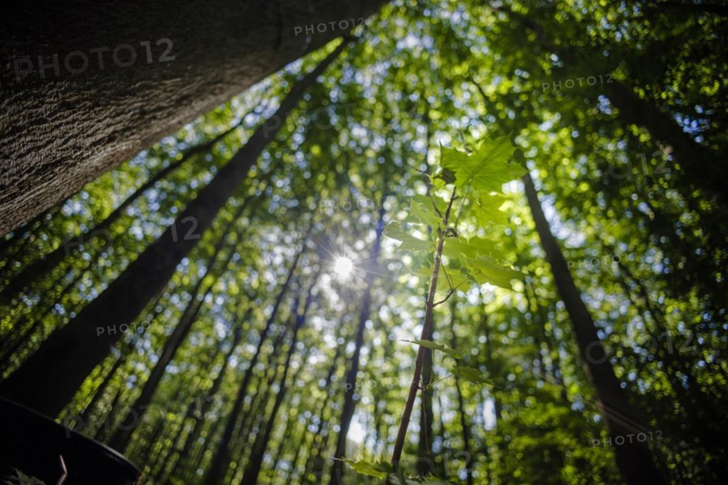 A young Norway maple grows on the ground in a deciduous forest in Lower Saxony. Mackenrode, 28.06.2022, Mackenrode, Germany, Europe