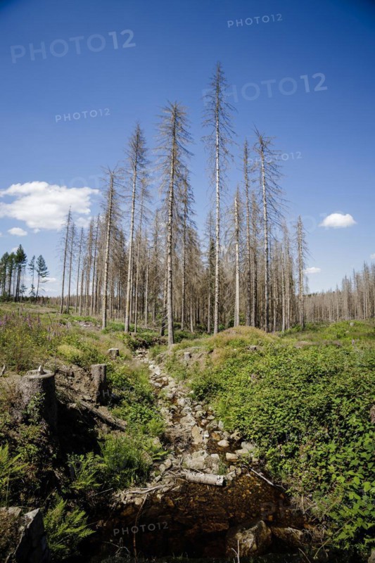 Symbolic photo on the subject of forest dieback in Germany. Spruce trees that have died due to drought and infestation by bark beetles stand in a forest in the Harz Mountains. Altenau, 28.06.2022, Altenau, Germany, Europe