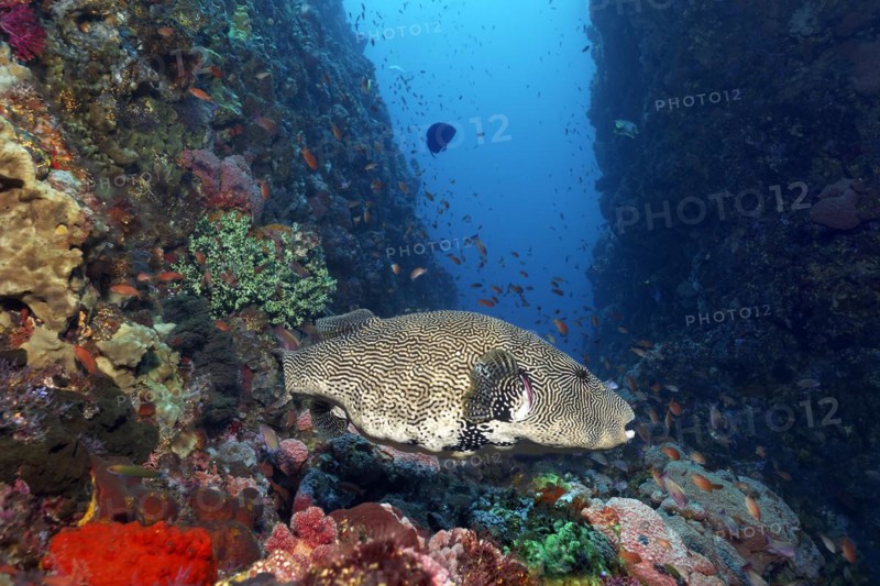 Map puffer